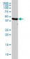 EEF1G Antibody (monoclonal) (M01)