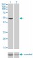 EEF1G Antibody (monoclonal) (M01)