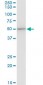 EEF1G Antibody (monoclonal) (M01)