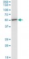 EEF1G Antibody (monoclonal) (M01)