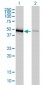 EEF1G Antibody (monoclonal) (M01)