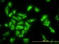 EEF1G Antibody (monoclonal) (M01)