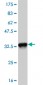 EFHD1 Antibody (monoclonal) (M05)