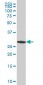 EFHD1 Antibody (monoclonal) (M05)