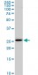 EFHD1 Antibody (monoclonal) (M05)