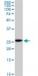 EFHD1 Antibody (monoclonal) (M05)