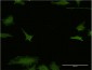 EFHD1 Antibody (monoclonal) (M05)