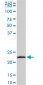 EFHD1 Antibody (monoclonal) (M08)