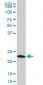 EFHD1 Antibody (monoclonal) (M08)