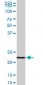 EFHD1 Antibody (monoclonal) (M08)