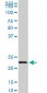 EFHD1 Antibody (monoclonal) (M08)