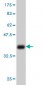 EFNA5 Antibody (monoclonal) (M01)