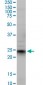 EFNA5 Antibody (monoclonal) (M01)