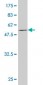 EGFL7 Antibody (monoclonal) (M01)