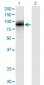 EGR1 Antibody (monoclonal) (M03)