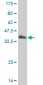 EGR1 Antibody (monoclonal) (M06)