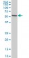 EGR1 Antibody (monoclonal) (M06)