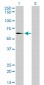 EHD2 Antibody (monoclonal) (M01)