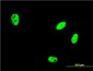 EHMT1 Antibody (monoclonal) (M05)