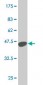 EHMT1 Antibody (monoclonal) (M05)