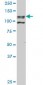 EHMT1 Antibody (monoclonal) (M05)