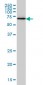 EIF2AK2 Antibody (monoclonal) (M01)