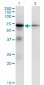 EIF2AK2 Antibody (monoclonal) (M01)