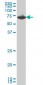 EIF2AK2 Antibody (monoclonal) (M02)