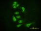 EIF2C2 Antibody (monoclonal) (M01)