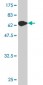 EIF2C2 Antibody (monoclonal) (M01)