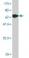 EIF2C2 Antibody (monoclonal) (M01)