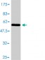 EIF2S1 Antibody (monoclonal) (M01)