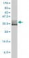 EIF2S1 Antibody (monoclonal) (M01)