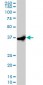 EIF2S1 Antibody (monoclonal) (M01)