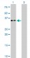 EIF2S1 Antibody (monoclonal) (M01)