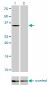 EIF2S1 Antibody (monoclonal) (M01)