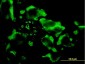 EIF4E2 Antibody (monoclonal) (M01)