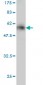 EIF4E2 Antibody (monoclonal) (M01)
