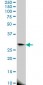 EIF4E2 Antibody (monoclonal) (M01)