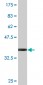 EIF4ENIF1 Antibody (monoclonal) (M01)