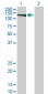 EIF4ENIF1 Antibody (monoclonal) (M01)