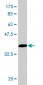 EIF4G1 Antibody (monoclonal) (M01)