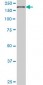 EIF4G1 Antibody (monoclonal) (M01)