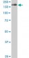 EIF4G1 Antibody (monoclonal) (M01)