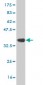 EIF4G1 Antibody (monoclonal) (M10)