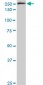 EIF4G1 Antibody (monoclonal) (M10)