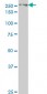 EIF4G1 Antibody (monoclonal) (M10)