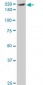 EIF4G1 Antibody (monoclonal) (M10)