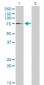 EIF4G1 Antibody (monoclonal) (M10)