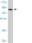 EIF5 Antibody (monoclonal) (M01)